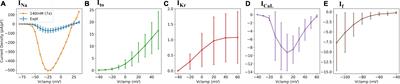 An in silico hiPSC-Derived Cardiomyocyte Model Built With Genetic Algorithm